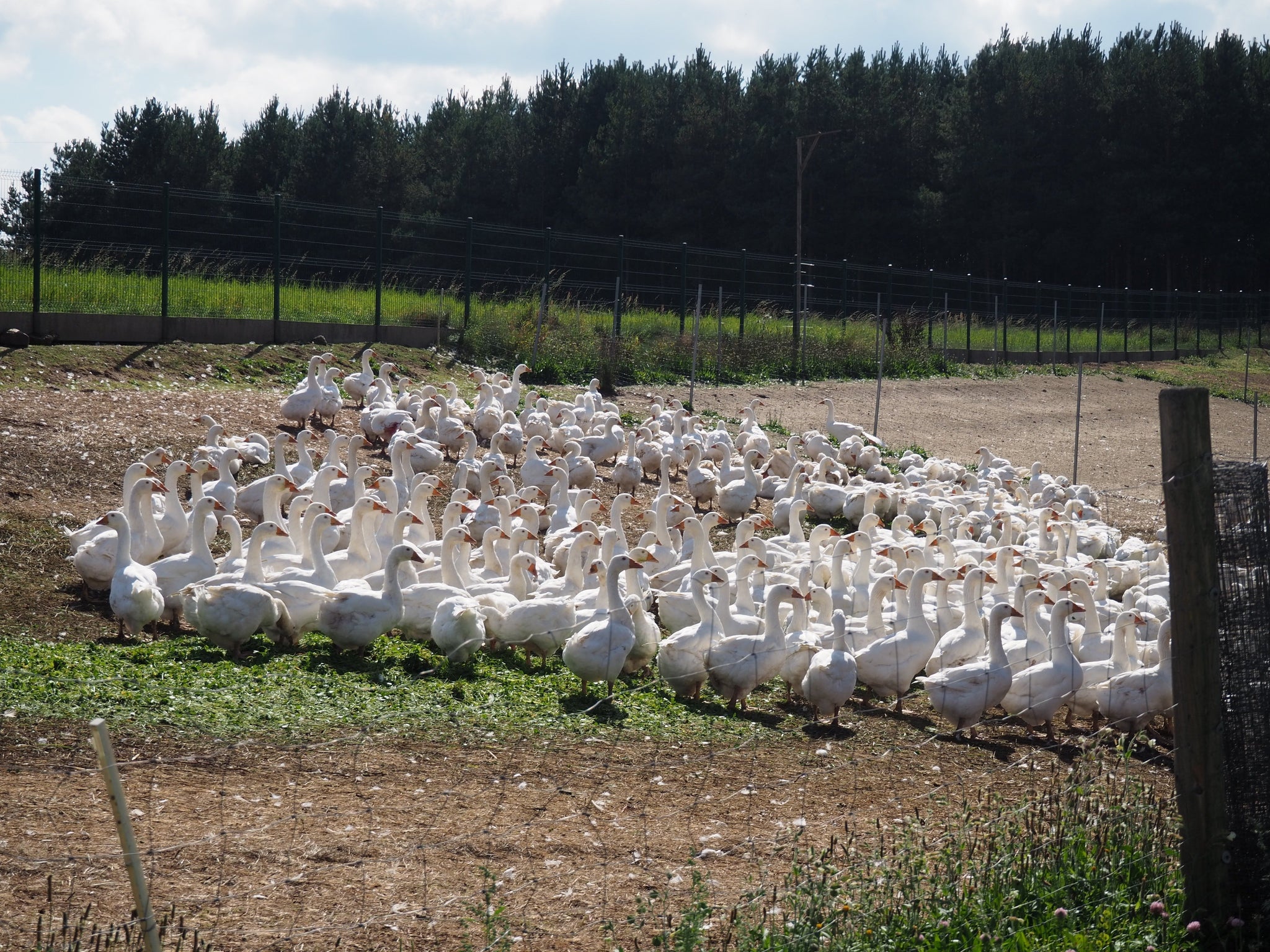 ポーランド産グース「コウダ種」とは?
